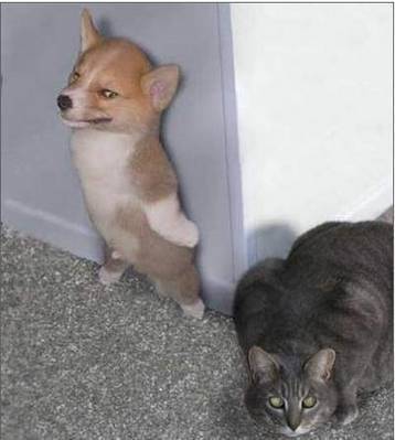 喜欢这只狗狗！