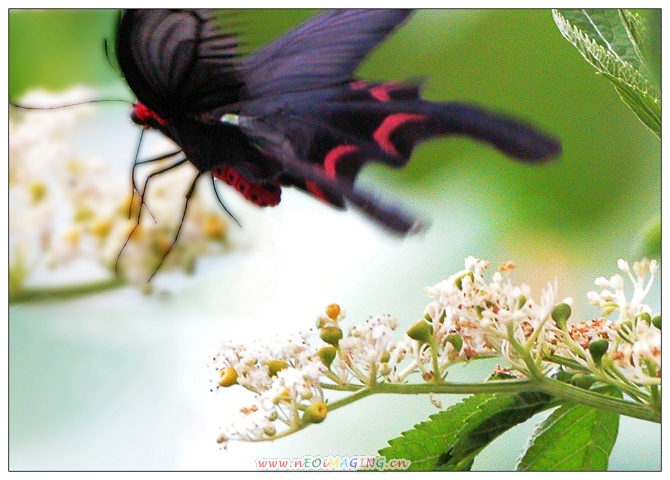 [原创]蝴蝶之恋