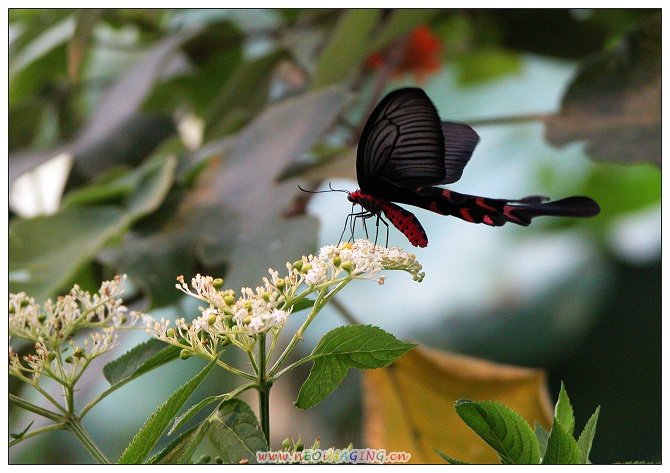 [原创]蝴蝶之恋