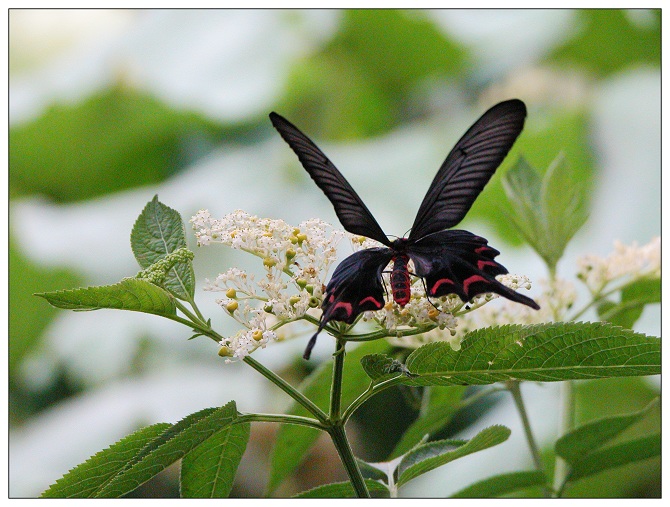 [原创]蝴蝶之恋