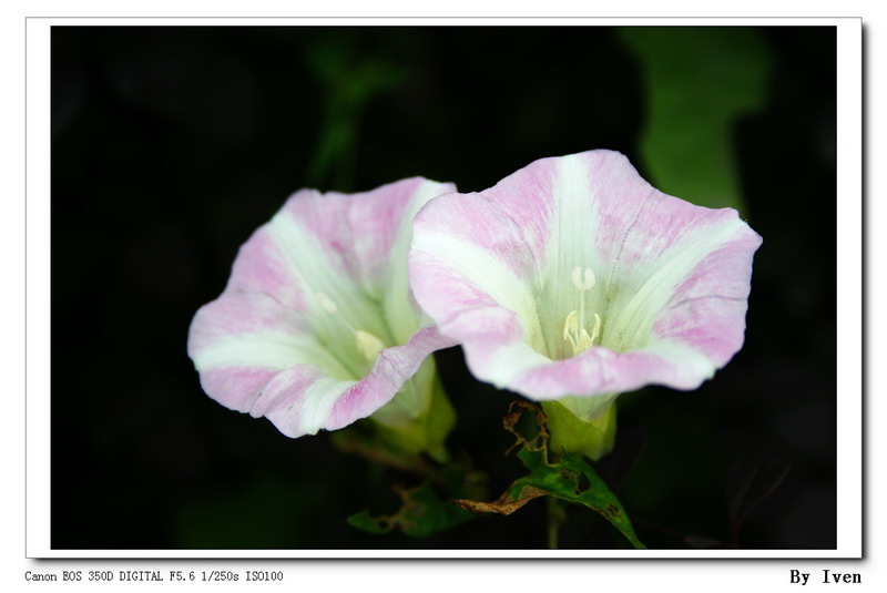 [原创]生如夏花