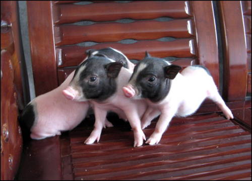 偶对你是真心的.恋你