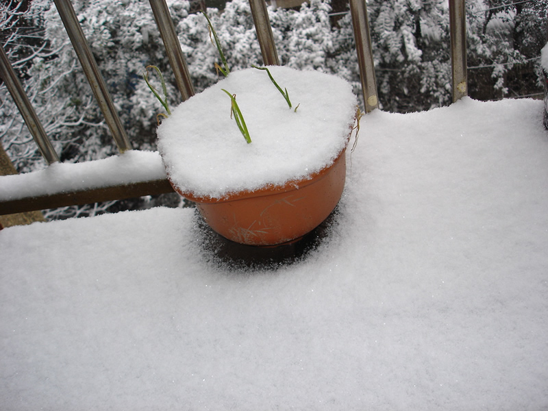 你那里下雪了么???