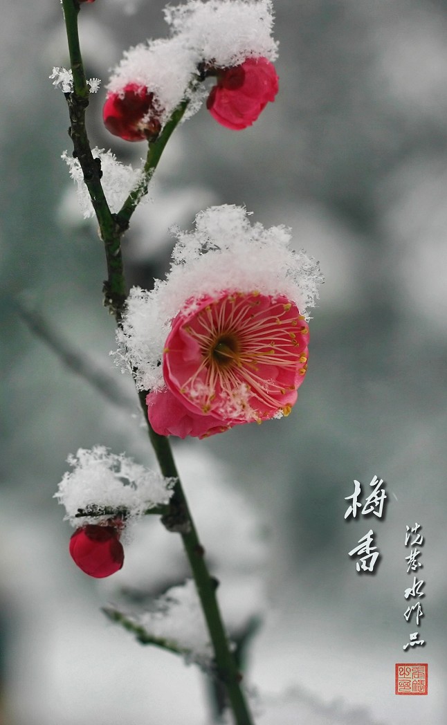 雪梅