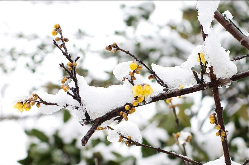 [原创]迎寒自开