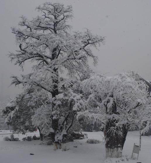 上班时候拍的,办公室窗外的大树