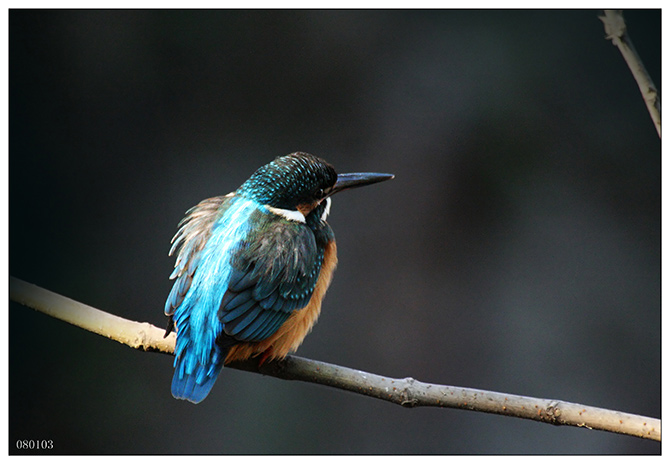 《数九天的阳光》