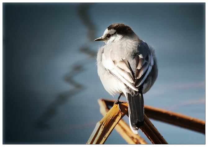 《数九天的阳光》