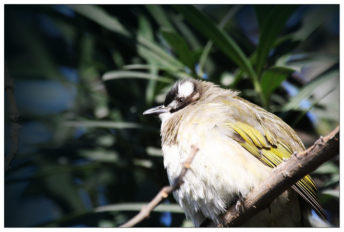《数九天的阳光》