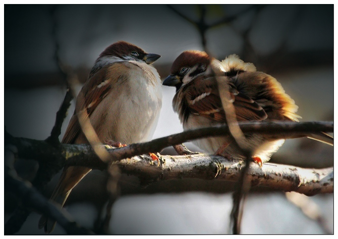 《数九天的阳光》