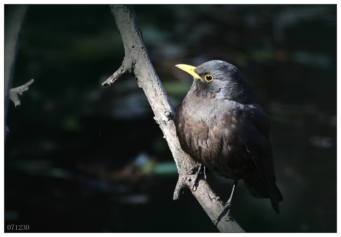 《数九天的阳光》