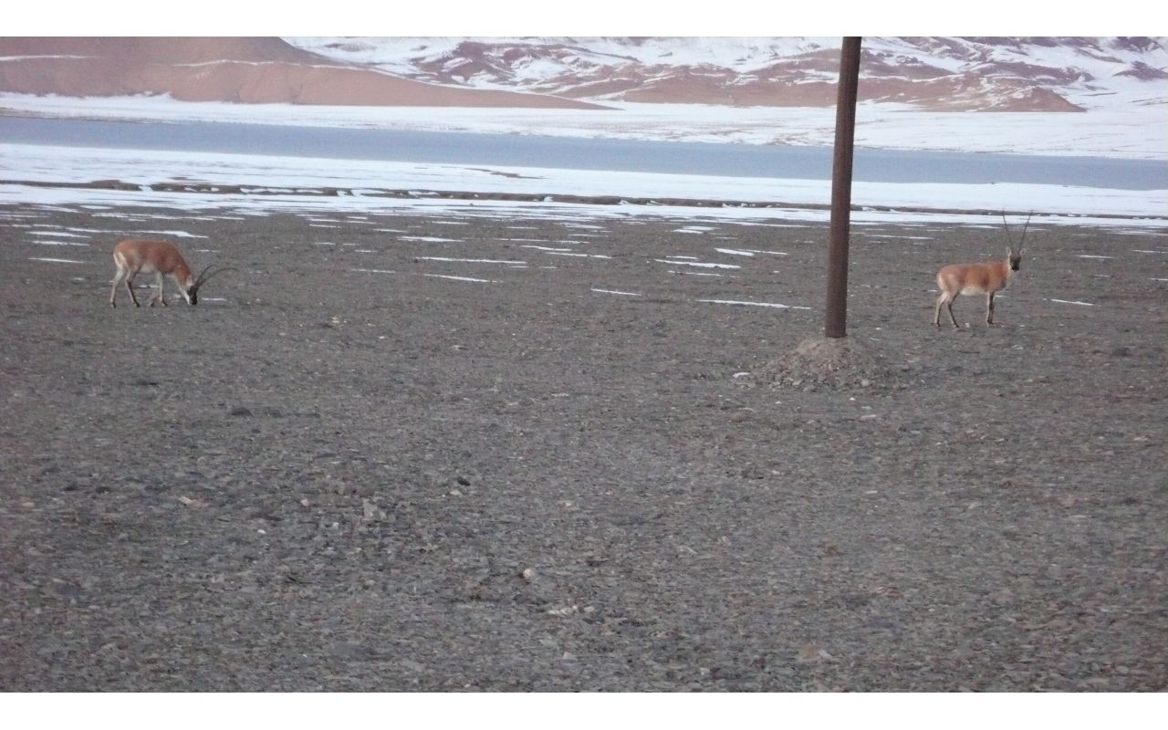 [原创]穿越西藏自驾游路途报导中--已更新翻越新疆界山大坂照片!~
