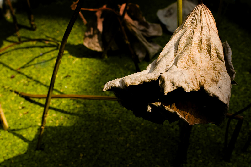 [原创]残荷余韵