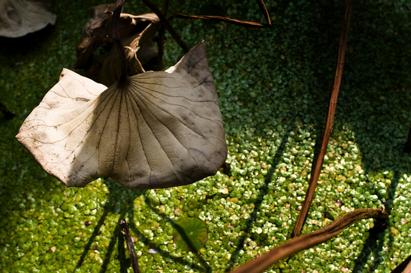 [原创]残荷余韵