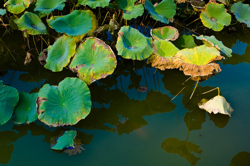 [原创]残荷余韵