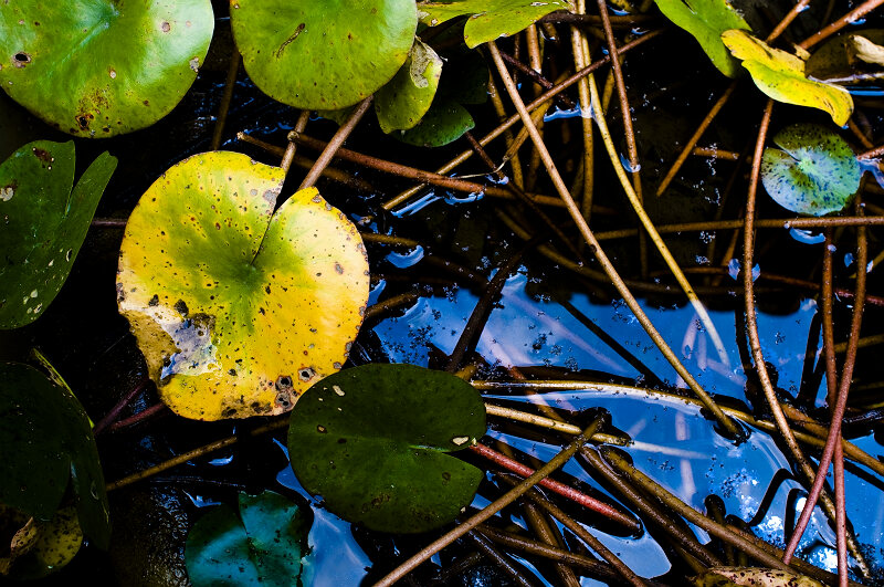 [原创]残荷余韵