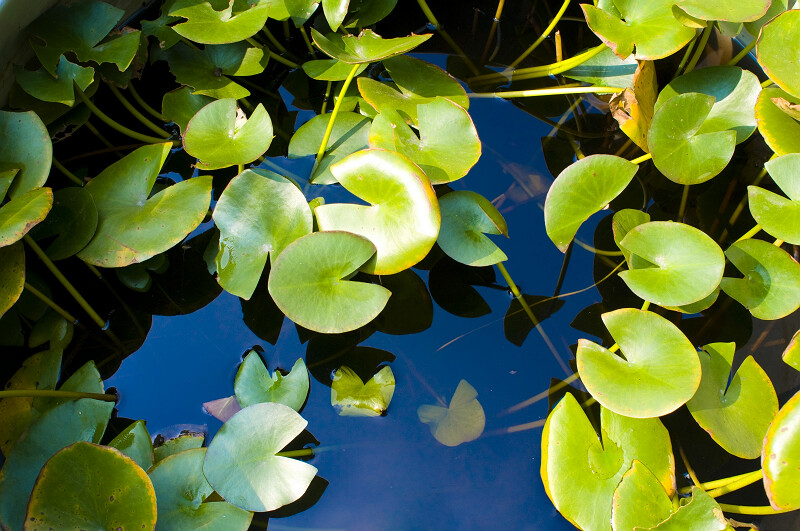 [原创]残荷余韵