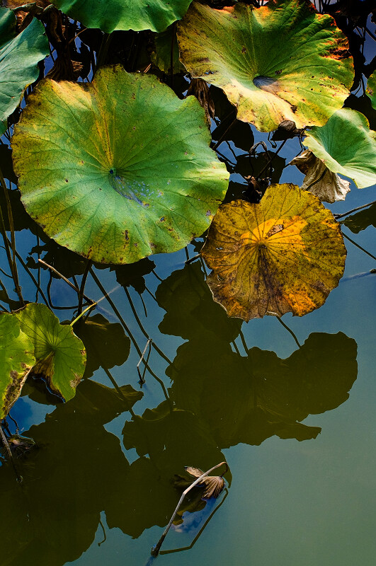[原创]残荷余韵