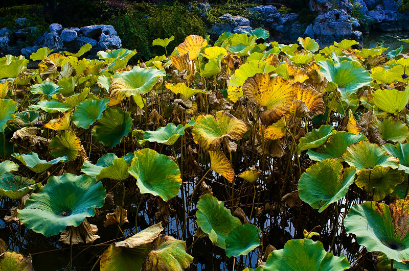 [原创]残荷余韵