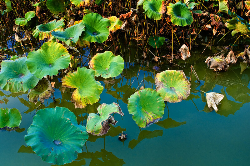 [原创]残荷余韵