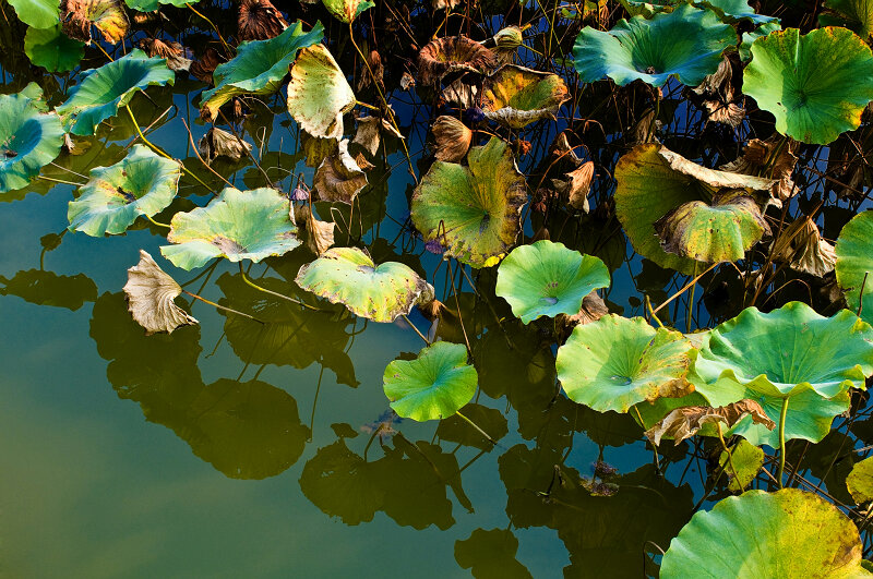 [原创]残荷余韵