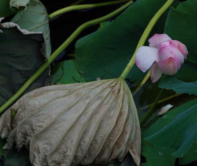 [原创]残荷余韵