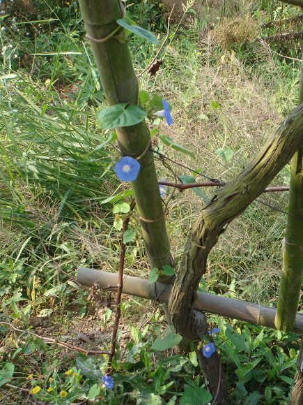 鲁宾逊探险——开沙岛之游