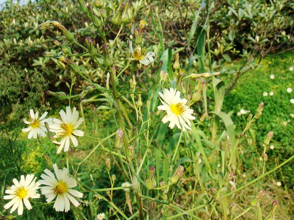 鲁宾逊探险——开沙岛之游