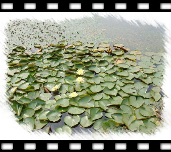 鲁宾逊探险——开沙岛之游