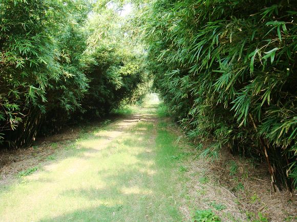 鲁宾逊探险——开沙岛之游