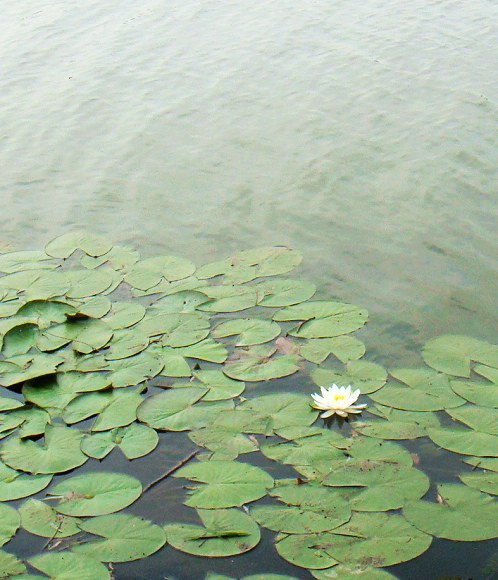 鲁宾逊探险——开沙岛之游