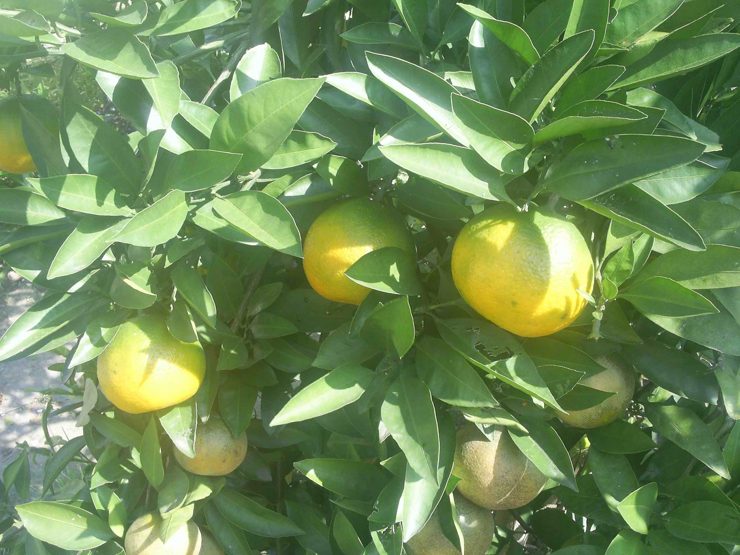 秋高气爽，下乡扫荡。