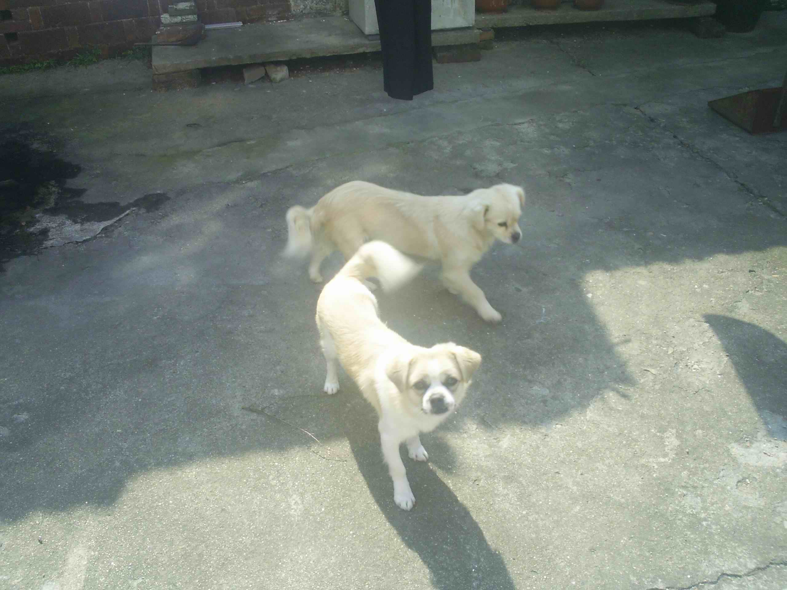 秋高气爽，下乡扫荡。