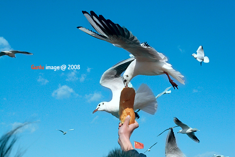 【云南十九日 -在路上】