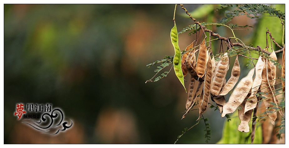 梦里水乡---长焦逛甪直