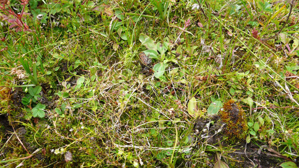 [原创]穿越西藏自驾游路途报导中--已更新翻越新疆界山大坂照片!~