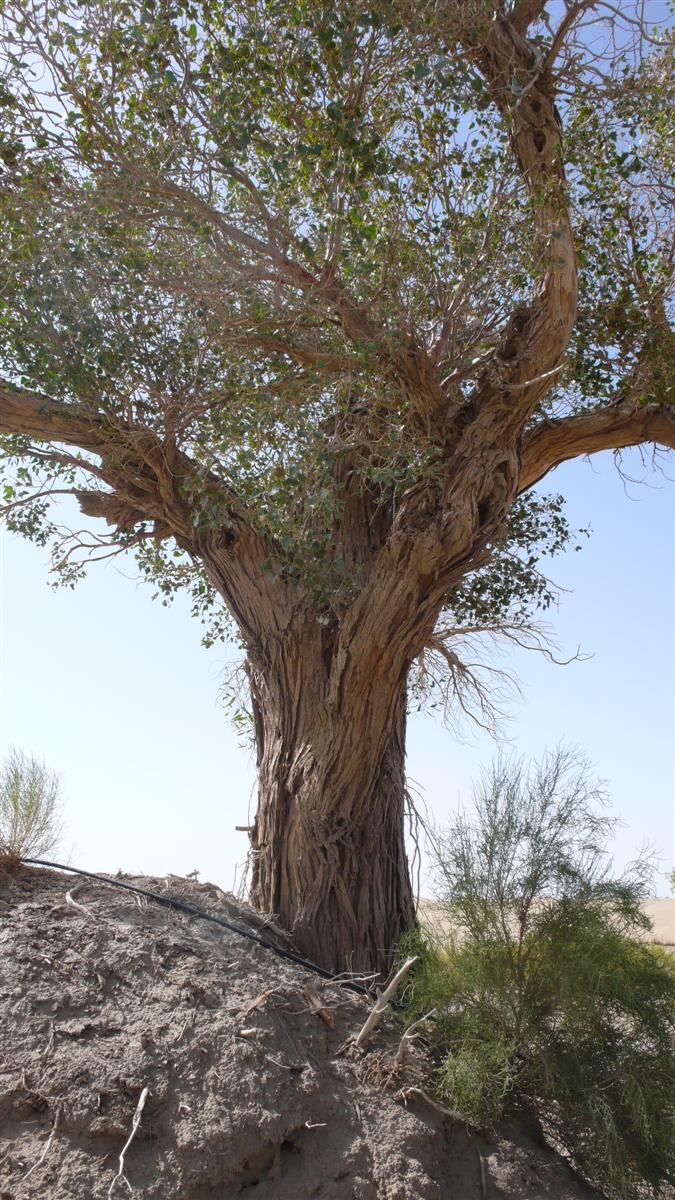 [原创]穿越西藏自驾游路途报导中--已更新翻越新疆界山大坂照片!~