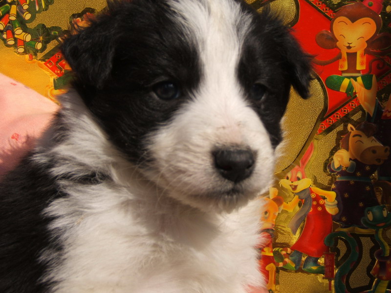 喜欢狗狗的朋友进