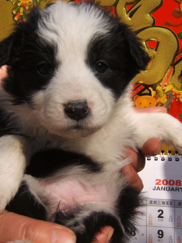 喜欢狗狗的朋友进