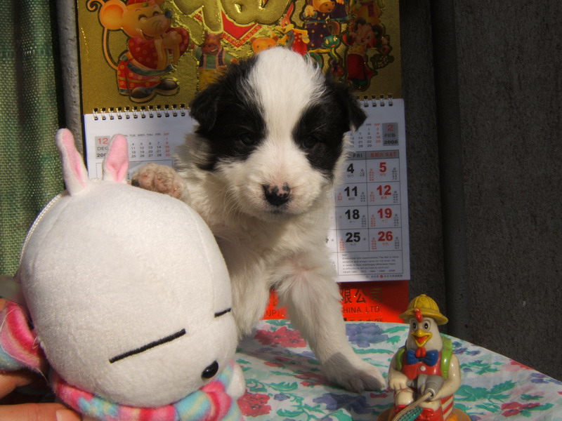 喜欢狗狗的朋友进