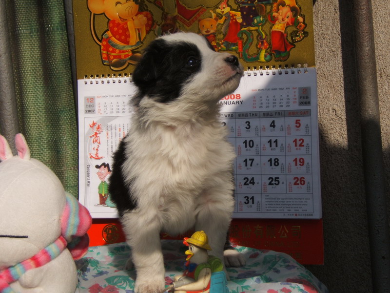 喜欢狗狗的朋友进