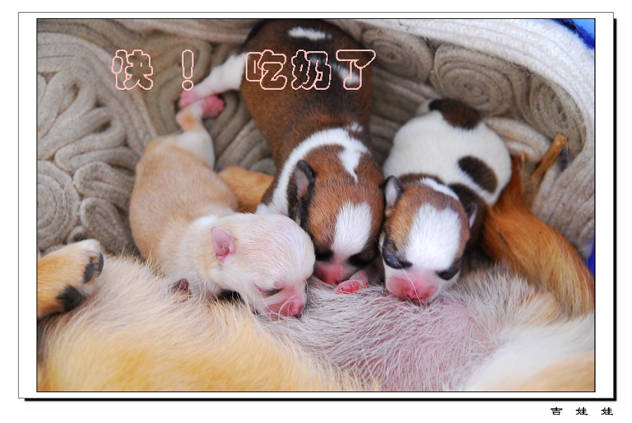 [原创]抢奶图