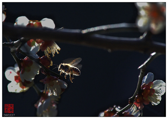 《香自苦寒来》