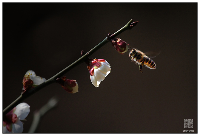 《香自苦寒来》