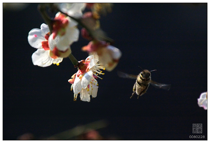 《香自苦寒来》