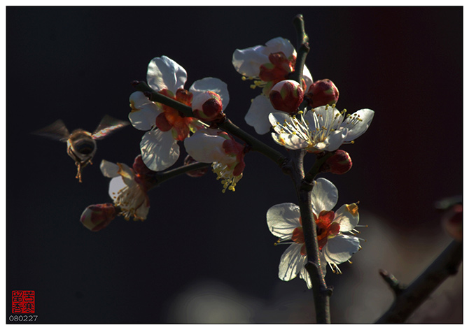 《香自苦寒来》