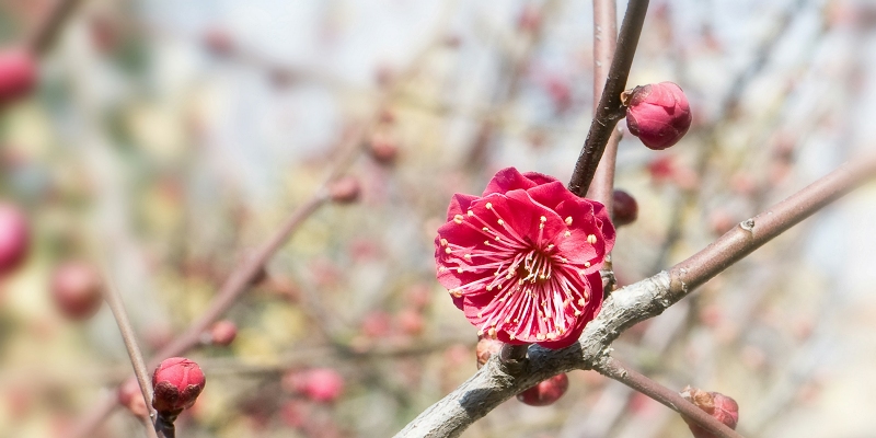 [原创]红梅