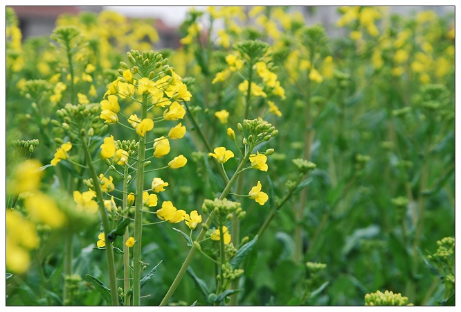 [注意]油菜花开了,准备```````````