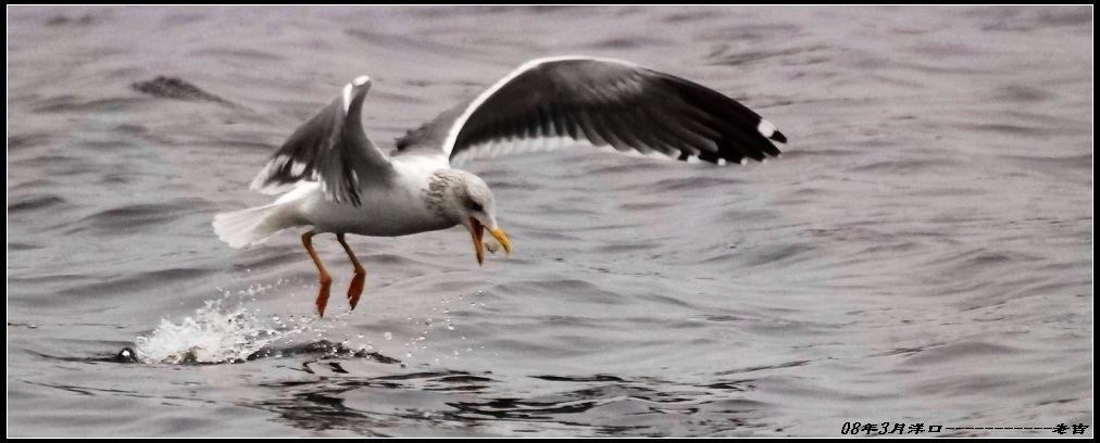 [贴图]海鸥(3月16日)
