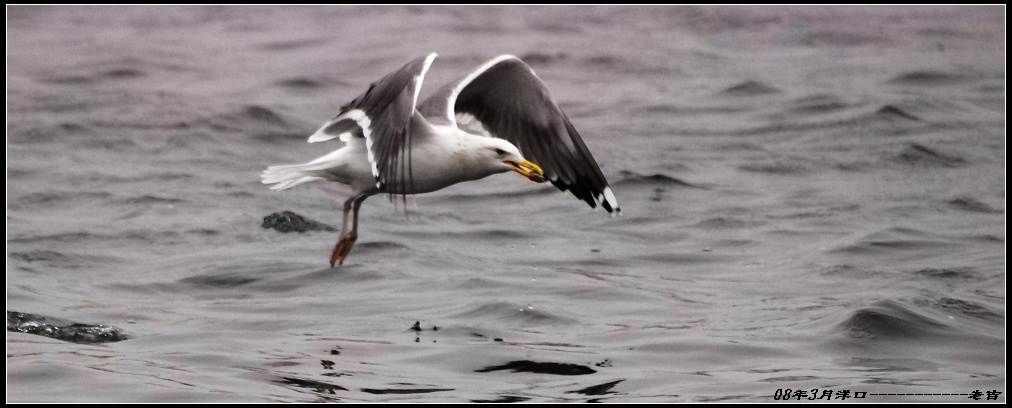 [贴图]海鸥(3月16日)